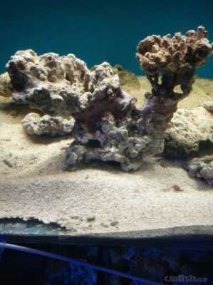 如何养珊瑚（如何养珊瑚石）
