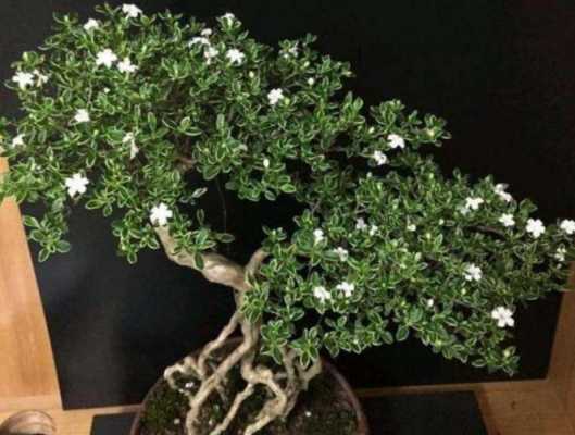 六月雪如何管理(六月雪怎样管理)-图1 六月雪如何管理(六月雪怎样管理)-图1
