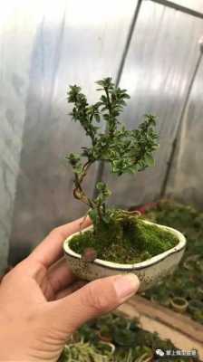 六月雪如何管理(六月雪怎样管理)-图3 六月雪如何管理(六月雪怎样管理)-图3