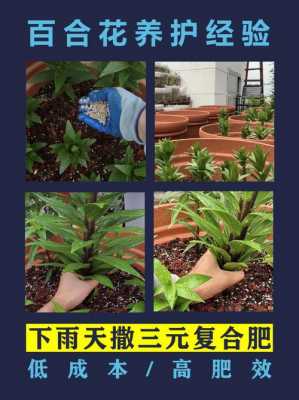 如何给花施复合肥(怎么用复合肥给花施肥)-图3 如何给花施复合肥(怎么用复合肥给花施肥)-图3