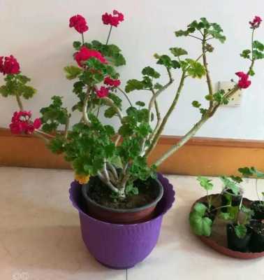 天竺葵夏天如何掌握浇水(天竺葵的夏季养护)-图1 天竺葵夏天如何掌握浇水(天竺葵的夏季养护)-图1