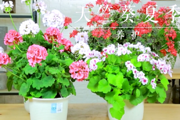 天竺葵夏天如何掌握浇水(天竺葵的夏季养护)-图3 天竺葵夏天如何掌握浇水(天竺葵的夏季养护)-图3