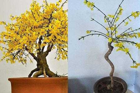 迎春花如何上盆（迎春花怎样栽更容易活）