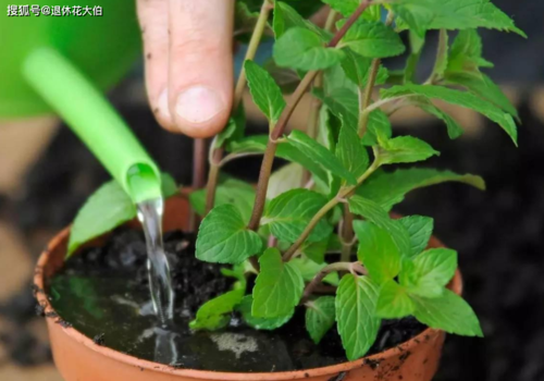 如何给植物施肥（给植物施肥正确的方法是）