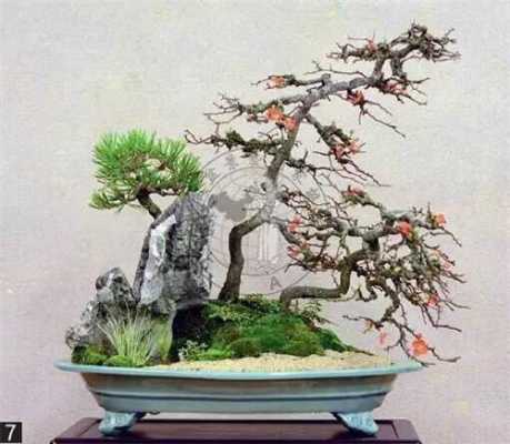如何盆景欣赏图片（如何观赏盆景）
