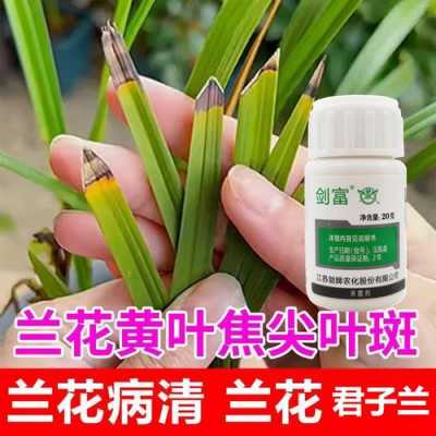 君子兰如何杀菌消毒（君子兰用什么药杀毒）