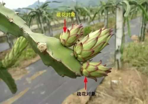 火龙果如何点花（火龙果怎么疏花）