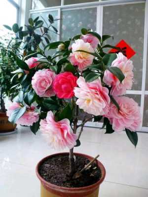 茶花如何养护（茶花如何养护才能根繁叶茂长）