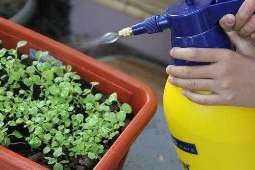 如何浇水植物长得好（植物怎么浇水才能浇透）-图1