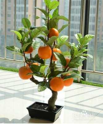 橘树盆栽如何防冻（橘树怎么过冬）