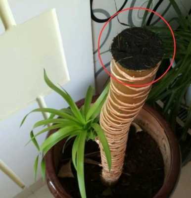 龙血树砍头后如何管理(龙血树割头后怎样处理才获新生树)-图3 龙血树砍头后如何管理(龙血树割头后怎样处理才获新生树)-图3