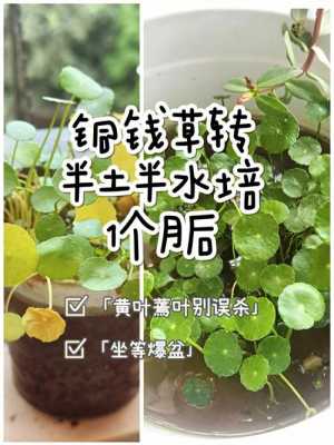 铜钱草根如何修剪（铜钱草根如何修剪图解）