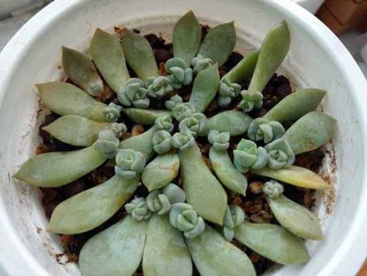 多肉植物星美人如何繁殖（多肉植物怎样扦插繁殖）