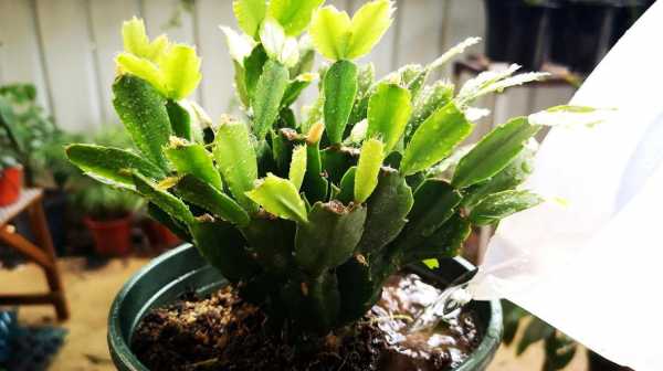 蟹爪兰花后如何养殖方法（蟹爪兰花后怎么浇水）