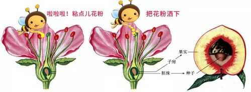 花是如何帮助植物繁殖的（花是怎样传粉受精的）