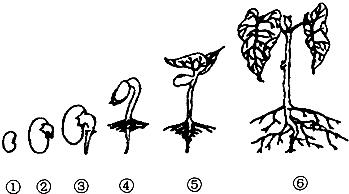 种子是如何发芽的（种子是如何发芽的简笔画）