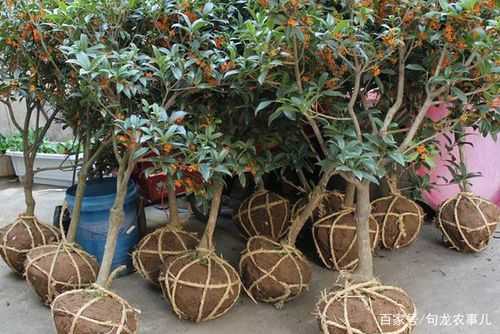 如何露地栽培桂花树（如何露地栽培桂花树视频）