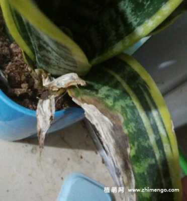 冬天虎皮兰叶子如何叶插（冬天虎皮兰叶子干瘪怎么办）