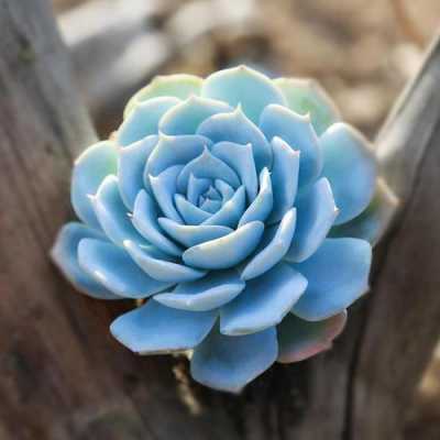 如何养殖蓝石莲（如何养殖蓝石莲花）