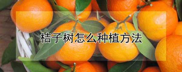 如何用橘子种子种橘子（怎么用桔子种子种桔子树）