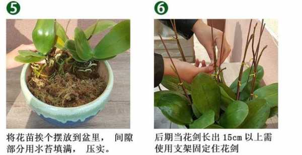 蝴蝶兰如何上盆（蝴蝶兰怎么上盆,怎么养护）