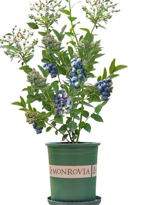 蓝莓盆栽如何养殖（蓝莓盆栽种植方法和注意事项）-图3