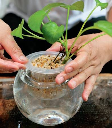 水培的植物定植篮如何使用（水培定植篮育苗的使用视频）-图2