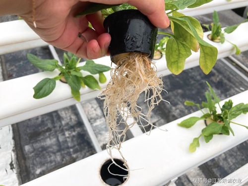 水培的植物定植篮如何使用（水培定植篮育苗的使用视频）