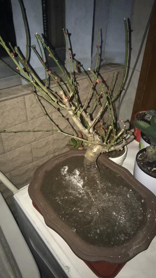 梅花盆栽如何过冬（梅花盆栽如何过冬视频）