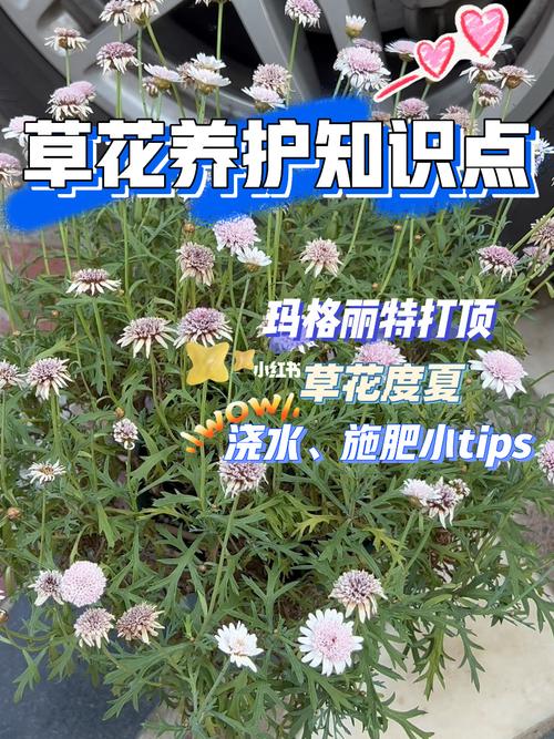 玛格丽特如何施肥（玛格丽特施肥用什么肥料）