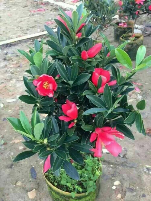 杜鹃红山茶花冬天如何养殖（杜鹃红山茶花夏天怎么浇水）