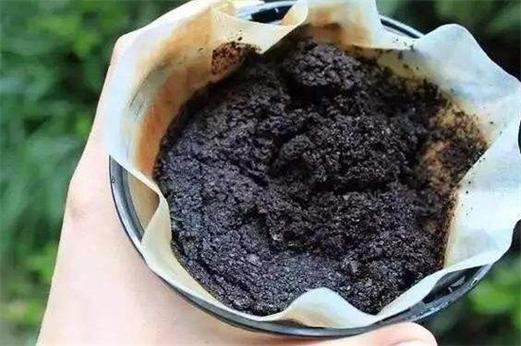 药渣如何发酵养花(药渣如何发酵养花视频)-图3 药渣如何发酵养花(药渣如何发酵养花视频)-图3