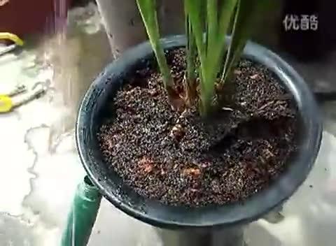兰花颗料植料如何浇水（兰花颗粒植料）