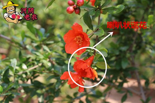石榴花是如何传粉（石榴花是怎样产生的）