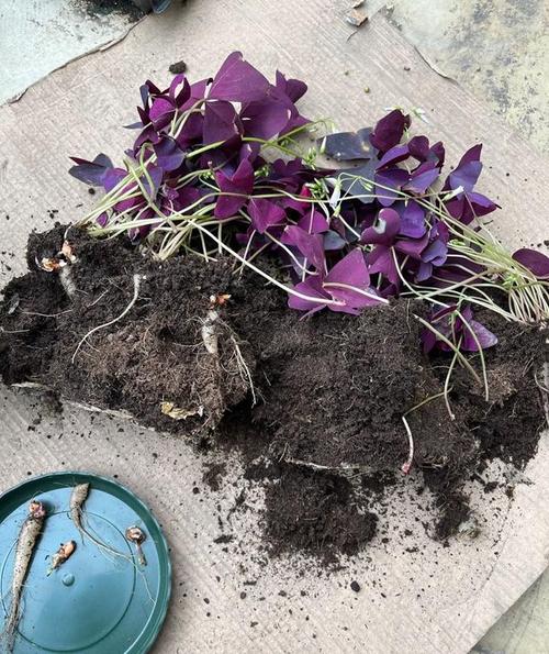 紫酢浆草种球如何播种（紫酢浆草花有种子吗）