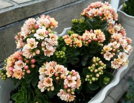 养殖长寿花如何配土（养殖长寿花如何配土壤）