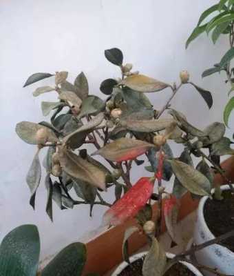 茶花花期如何判断该浇水了（怎么判断茶花移栽成活）