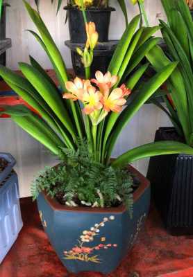 家庭如何养好花卉盆景（如何养盆栽花）