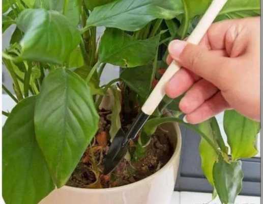 冬天如何给花草（冬天怎么给花草浇水）