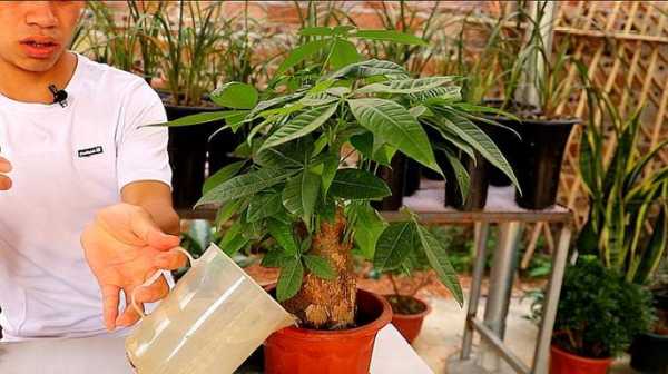 如何水培植发财树（水培发财树怎么养才能更旺盛视频）