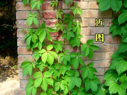 如何除爬墙虎（爬墙虎怎么爬墙）