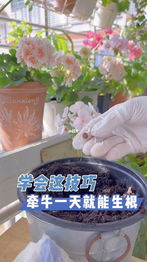 如何促进花伸长（如何促进花伸长发芽）