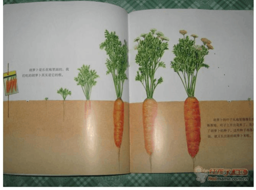 胡萝卜如何成长（胡萝卜如何生长的）