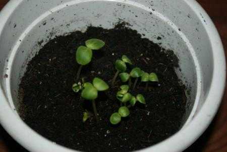 茶花籽如何播种（茶花籽怎么种发芽）