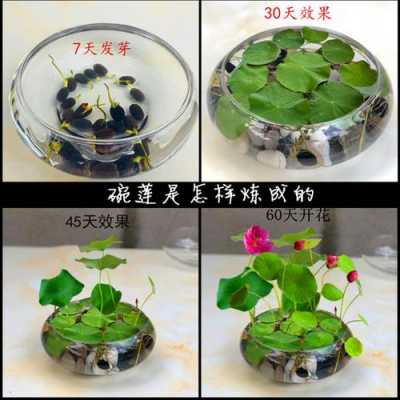玻璃盆如何养碗莲（碗莲可以用玻璃器皿来种植吗）