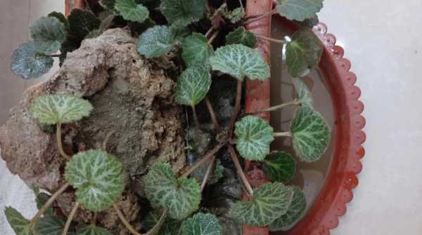 金丝荷叶花如何养(金丝荷叶的种植方法)-图2 金丝荷叶花如何养(金丝荷叶的种植方法)-图2