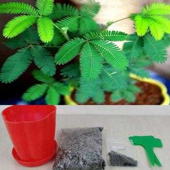 含羞草如何浸泡种子（含羞草如何浸泡种子视频）