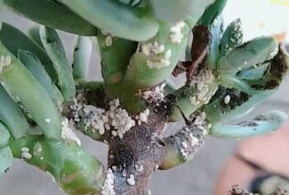 如何防止蚧壳虫（怎么防止蚧壳虫）