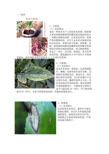 植物病害如何解决（植物病害的病因）
