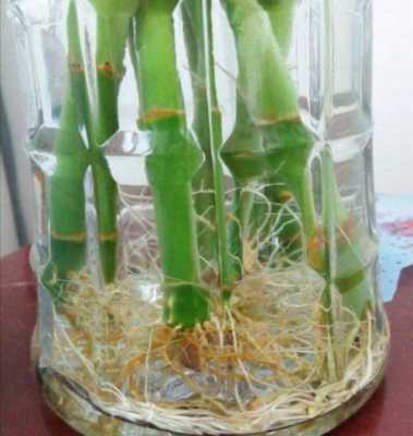水培水竹如何快速生根（水培竹子怎么养生根快）-图2
